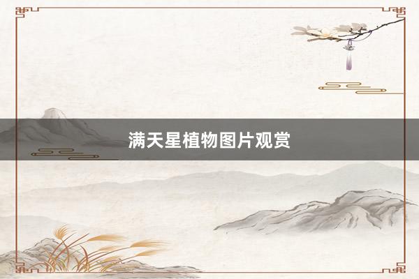 满天星植物图片观赏